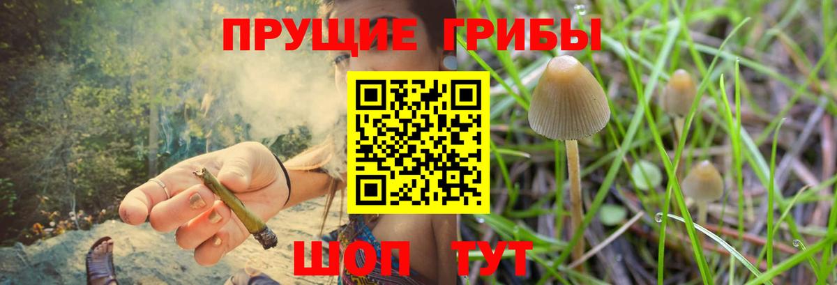 Новозыбков  Галлюциногенные грибы прущие грибы  Псилоцибиновые грибы Cubensis  Вход с VPN 